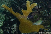Acropora prolifera Bonaire Buddy reef-4m-20120217-Denis-ADER-DSC_6285_tn